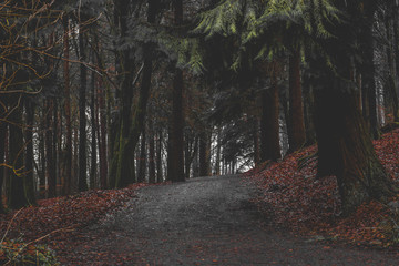 Forest Paths