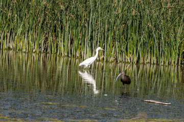 Snowy Egret