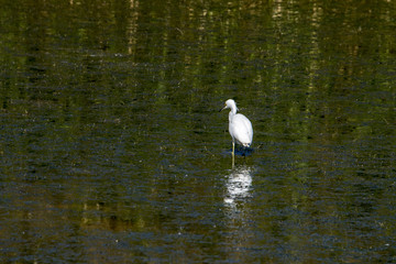 Snowy Egret