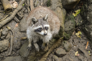 Waschbär in freier Wildbahn / Dschungel / Wald / Waldboden / Stamm / Äste