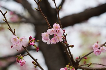Kawazu cherry blossoms
