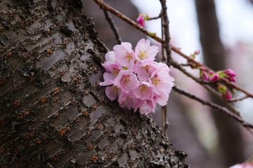 Kawazu cherry blossoms
