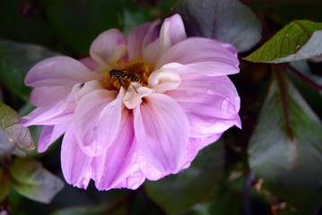 Bee on Flower