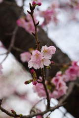 Kawazu cherry blossoms
