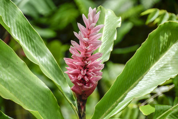 Karibische Orchidee (Guadeloupe)
