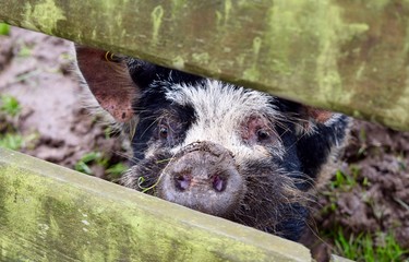 Pig