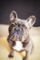 French Bulldog at Rest