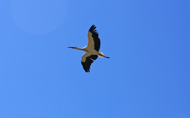stork flying in the blue sky