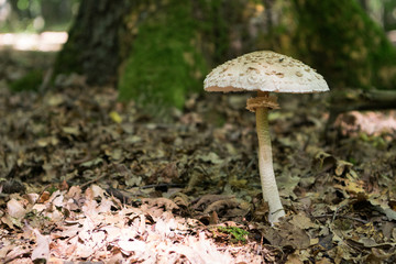 Parasol mushroom found in woods