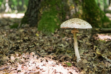 Parasol mushroom found in woods