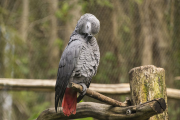 Psittacus Papagei in der Karibik (Guadeloupe) / sittacus ist eine Gattung afrikanischer Papageien in der Unterfamilie Psittacinae. Es enthält die beiden Arten: den Graupapagei und den Timneh-Papagei. 