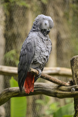 Psittacus Papagei in der Karibik (Guadeloupe) / sittacus ist eine Gattung afrikanischer Papageien in der Unterfamiliie Psittacinae, den Graupapagei und den Timneh-Papagei. 