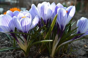 Obraz premium Crocuses are blue and violet in early spring under the sun.