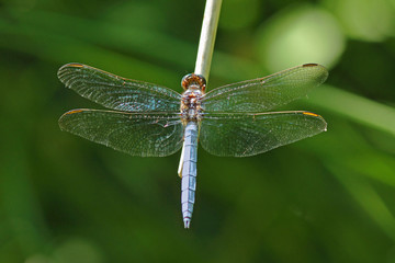 Libellule bleue accrochée à un roseau au-dessus de l'eau d'une rivière. Demoiselle insecte volant dans la nature du Sud de la France en été