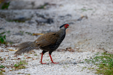 Silver pheasant ; Lophura nycthemera , female.