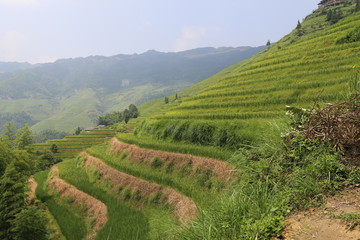 Longsheng Rice Terraces in Chinese