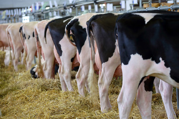 Black and white cows in the stable on farm