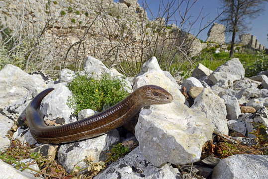 Scheltopusik (Pseudopus apodus) in den Ruinen von Paleokastro / Peloponnes, Griechenland