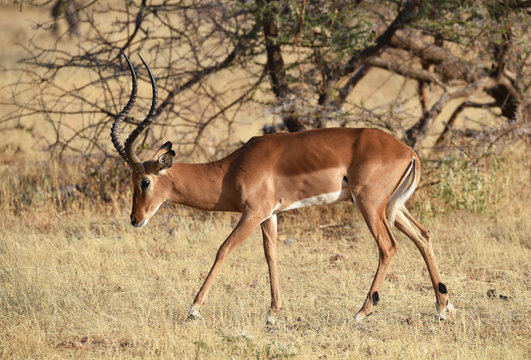 Impala in Kenia