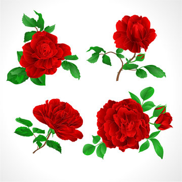 Red roses with buds and leaves vintage  on a white background set three vector illustration editable hand draw