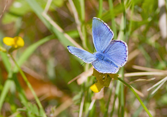 Common Blue butterfly
