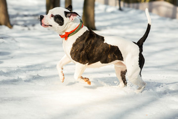 Funny American bulldog runs around a winter park