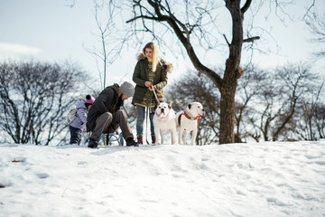 Man, woman and little girl play with two American bulldogs on the snow in park