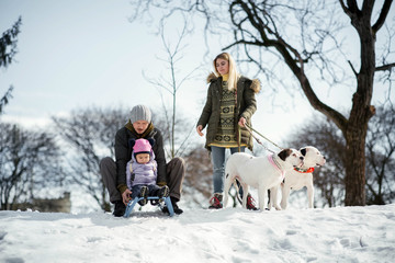 Man and little girl play on the sledge while woman holds two American bulldogs
