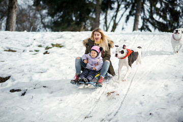 Fototapeta na wymiar Two American bulldogs run behind a blonde woman with little girl on the sledge