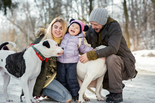 Happy family of mom, dad and little daughter pose with American bulldogs in the park  in the park