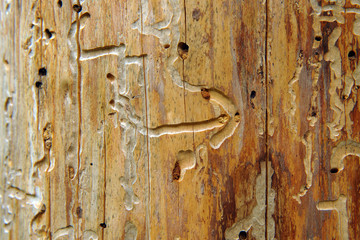 This is the direction.
Roads carved by ants. Tree trunk