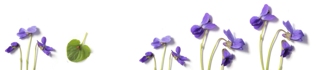 spring flowering violets