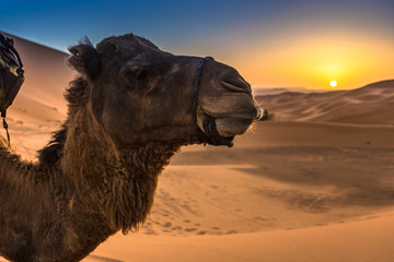 Merzouga in the Sahara Desert in Morocco