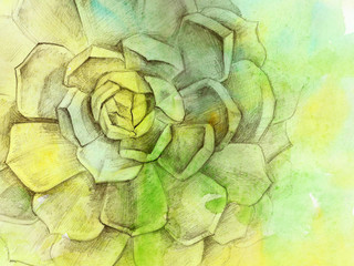 Obraz premium Green yellow vintage background - texture echeveria clouse up