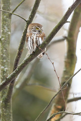 Eurasian pygmy owl