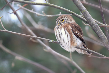Eurasian pygmy owl
