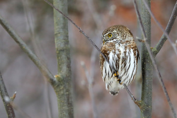 Eurasian pygmy owl