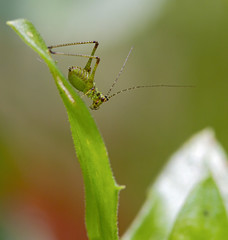 Grasshopper on a plant stem