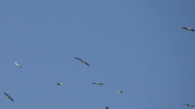 Flock of Storks Flying in Circle on the Blue Sky Preparing for Migration Season