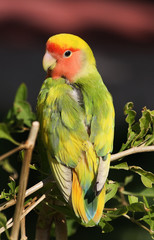 Free flying Lovebird in Majorca, Spain.