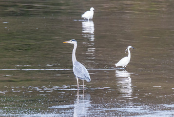 the egrets and the heron feed on the Eo estuary