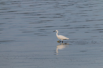 the egrets and the heron feed on the Eo estuary