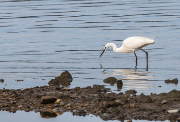 the egrets and the heron feed on the Eo estuary