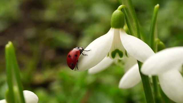 Macro of the red Caucasian ladybird Coccinella septempunctata crawling on the flower of the snowdrop Galanthus caucasicus blossoming in February on a lawn in the Caucasus Mountains