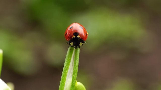 Macro of the February ladybug Coccinella septempunctata sitting on the green leaf of the snowdrop Galanthus caucasicus blossoming in the Caucasus Mountains