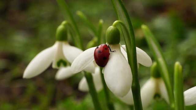 Macro of the Caucasian red ladybug Coccinella septempunctata creeping on the flower of snowdrop Galanthus caucasicus blossoming on the lawn in February in the Caucasus Mountains