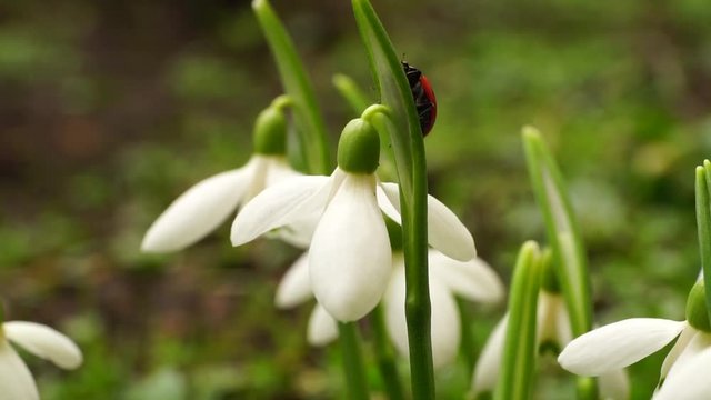 Close-up of Caucasian ladybug Coccinella septempunctata on snowdrop Galanthus caucasicus in the spring in the Caucasus Mountains