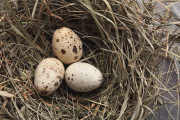 Easter background. Colored eggs in nest on gray stone surface