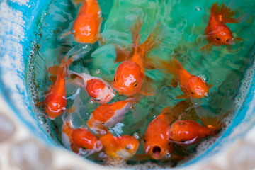 The cute of goldfish