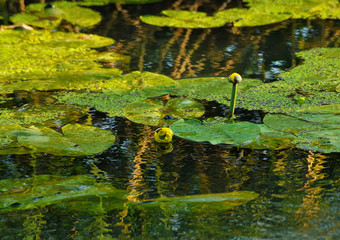 The picture shows a beautiful reflection on the water,the play of light and color.Flower water lilies, leaves on the water of the pond.